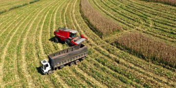 Vemos una imagen de un campo agricola siendo trabajado en el día de accion de gracias