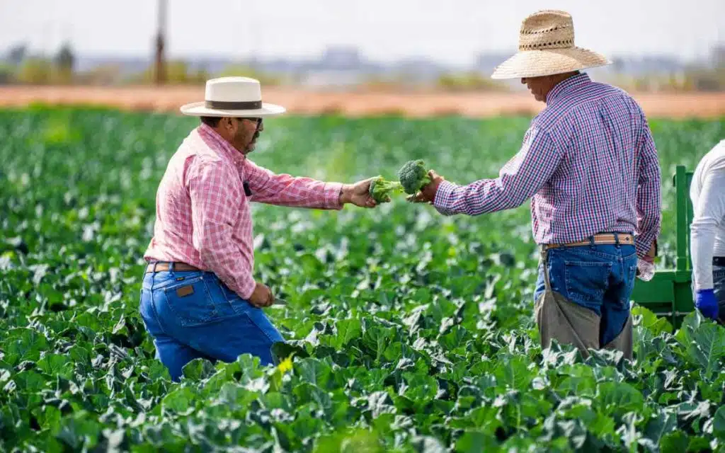 Vemos qué es un emprendedor social con una imagen de dos personas trabajando en un campo agrícola