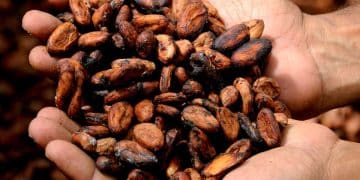 Estudio de mercado del cacao