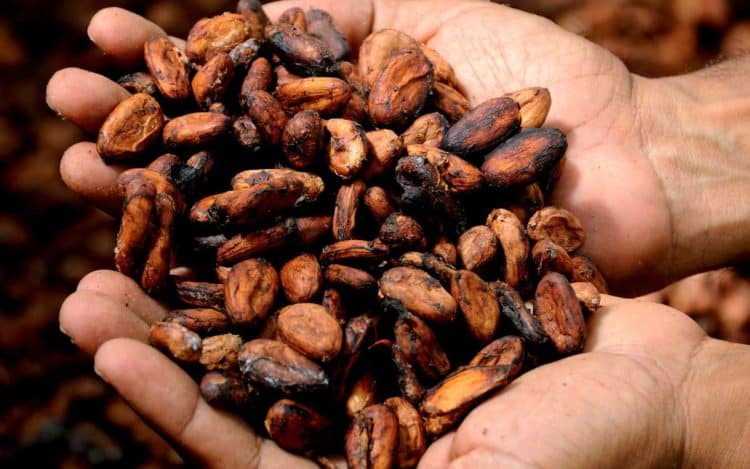 Estudio de mercado del cacao