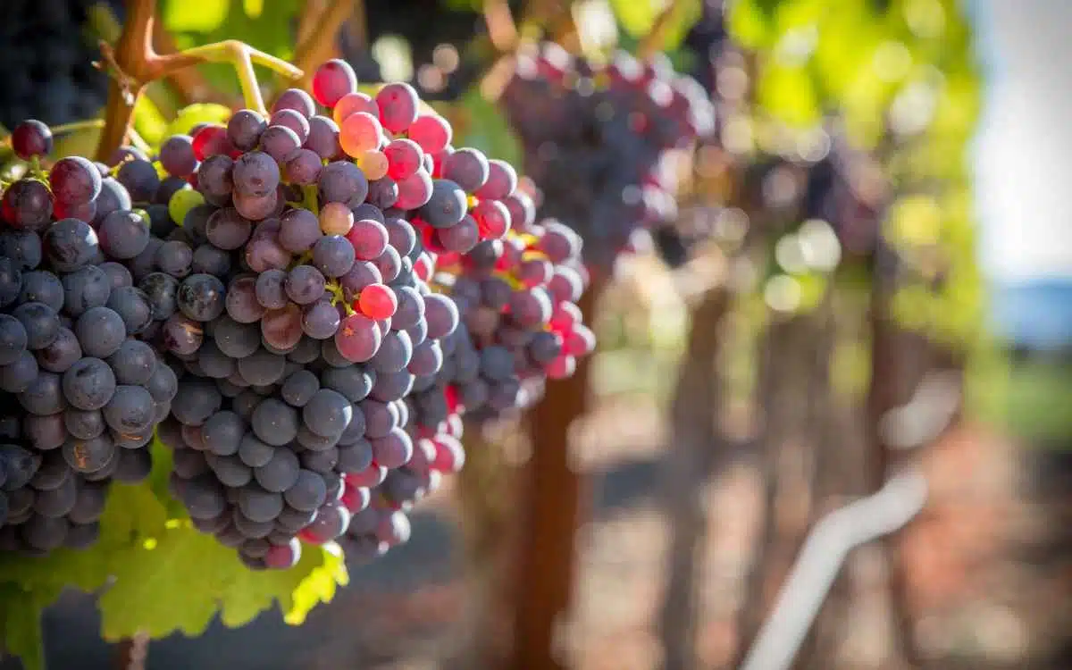 Vemos un racimo de uvas, en referencia al estudio de mercado de vinos en el Perú.