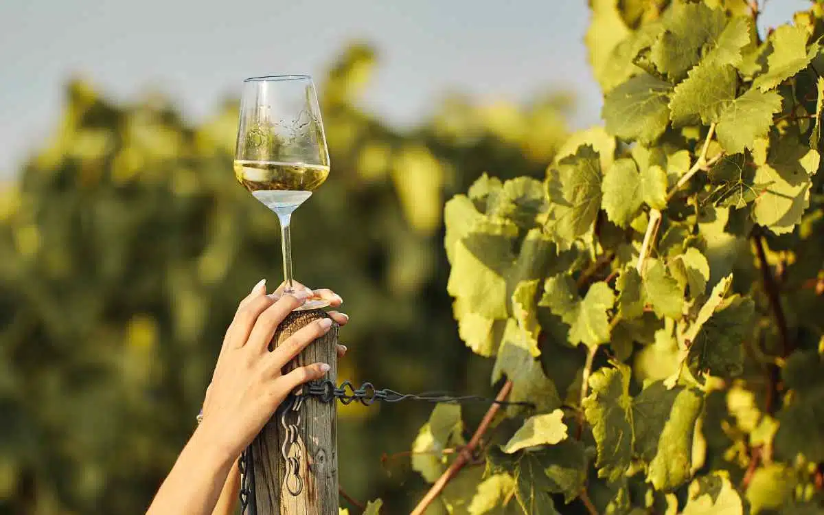 Vemos una mano sosteniendo una copa de vino blanco en un viñedo, en referencia a las tendencias de consumo en el estudio de mercado de vinos en el Perú.