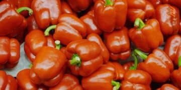 Vemos una imagen de chiles habaneros rojos, en referencia a la realización de un estudio de mercado del chile habanero.